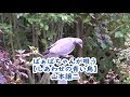 ばぁばちゃんが唄う【しあわせの青い鳥】山本譲二 cover <歌詞入り>