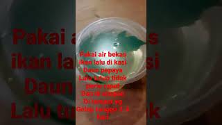 cara membuat kutu air mudah tanpa bibit#shorts