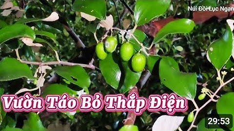 VƯỜN TÁO ĐÃ ĐỦ QUẢ I NÚI ĐỒI LỤC NGẠN