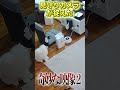 【奇妙な猫映像】瞬間移動する猫　　　　 #Shorts #ねこ #ネコ #保護猫