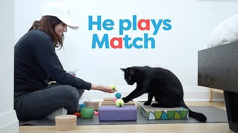 Smart cat learns to match objects with clicker training