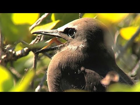 Les Oiseaux De Polynésie Française Fr