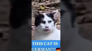 Funny German Cat Video シ