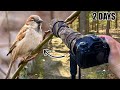 2 days of relaxing wildlife photography in nature  pov