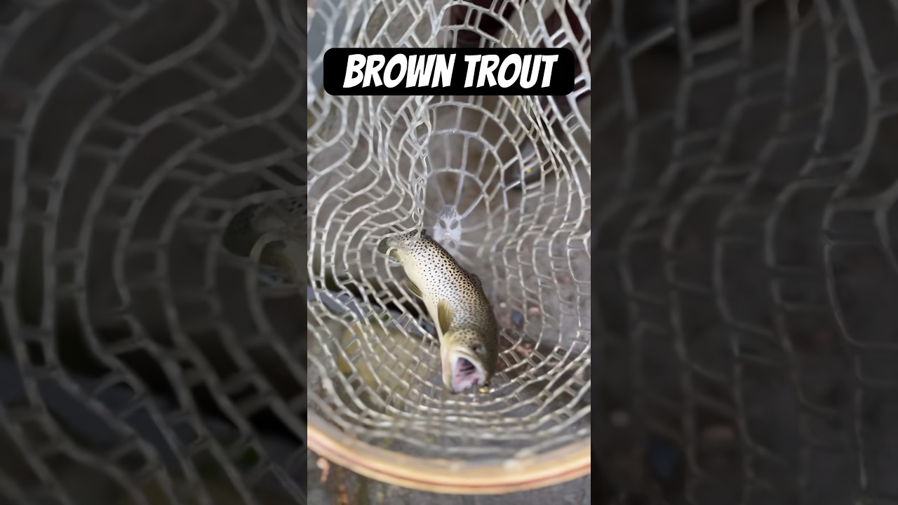 Brown Trout 