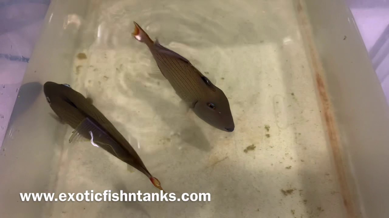 “SUPER RARE” Line Spot Triggers!!!