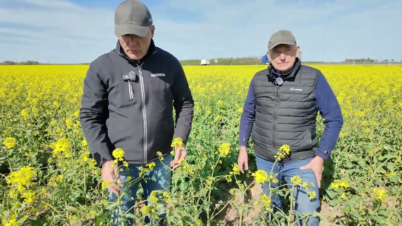 Praūžė pavasarinės šalnos 🥶🌱 Kaip padėti laukams dabar...