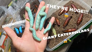 The hornworms are growing??