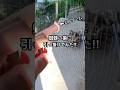 蜘蛛の巣に虫引っ掛けてみた‼︎ #shorts #虫