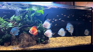 2.5-3” Juvenile Discus Fish In A 65 Gallon Planted Aquarium | 15 Minutes of Soft Sounds & Relaxation