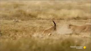 10 ! Craziest Animal Fights in the Animal Kingdom 🐍 Lions, Hippos, Cobras!  Smithsonian Channel