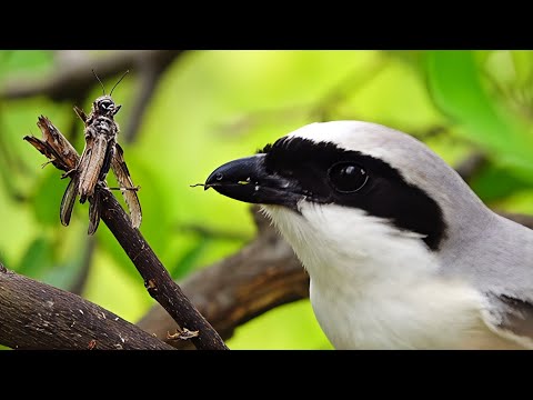 Long-tailed Shrike (Butcher Bird) Catching & Impaling Prey | Incredible Hunting Behavior