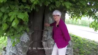Een Dikke Linde In Sambeek 135