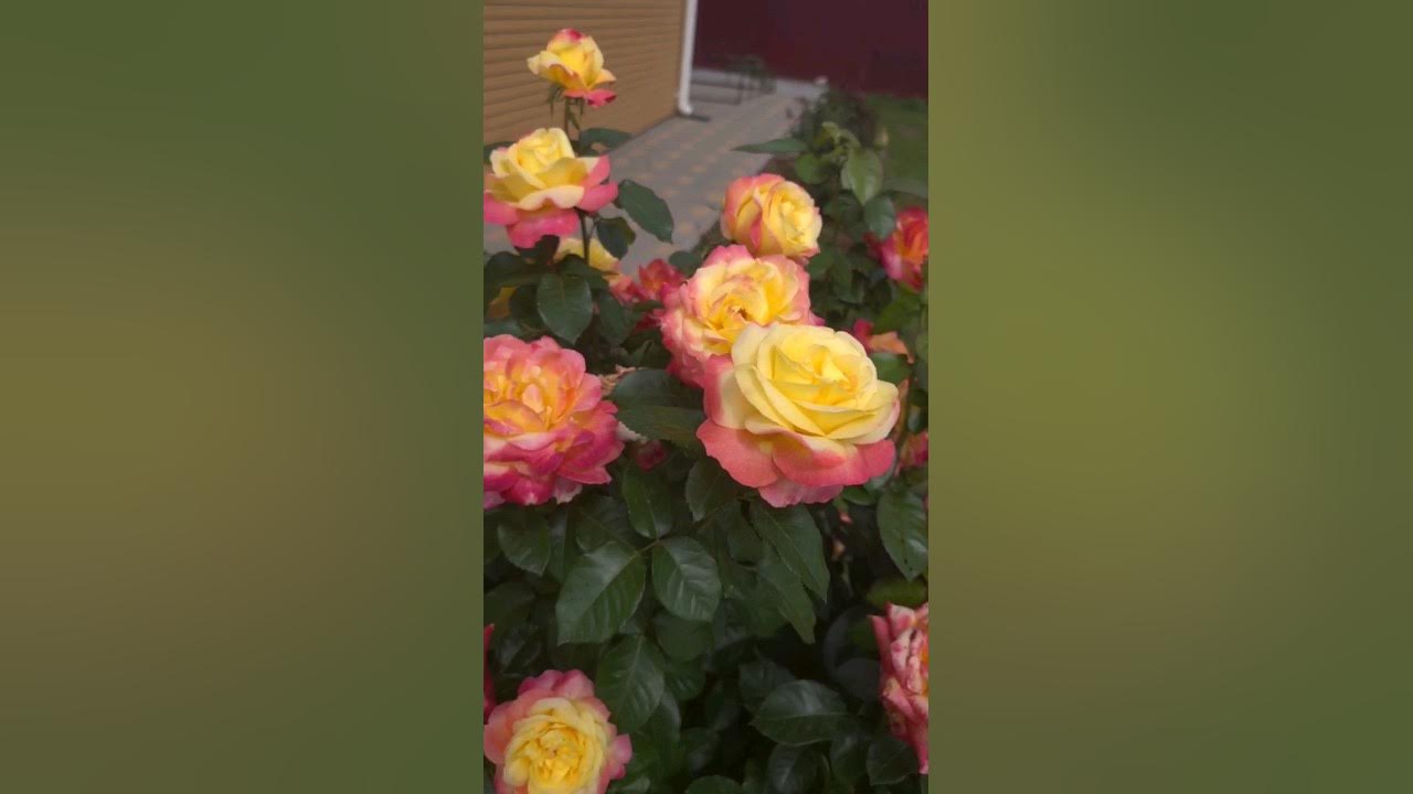 роза Восточный экспресс 🌹🌹🌹 моя любимца #сад #мойсад #роза #розарий # ...