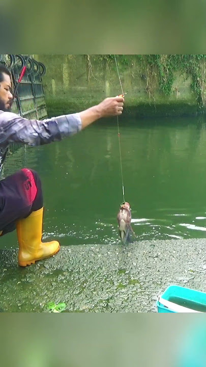 PLA PLA TILAPIA SA LUMOT