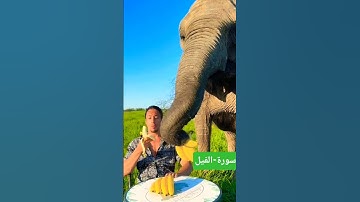 سورة-الفيل #بصوت-ماهر-المعقليى #اكسبلور #المصحف -#قران_كريم #تلاوة_هادئة