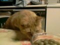 Gatto momo che mangia le olive