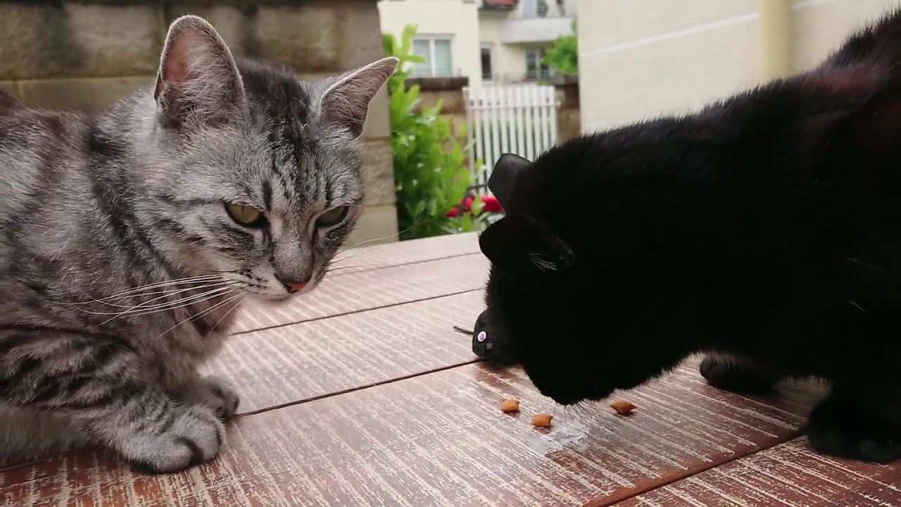 Cats and Treats / Cat Eating YouTube