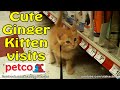 Leash Training #Cute #Ginger #Kitten at #Petco; First Store Visit for Helios