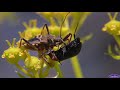 4k insecto asesino (Rhynocoris)