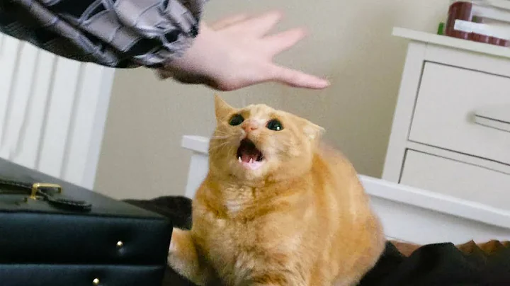 Cats That Made Everyone LAUGH! 😂 | Try Not To Laugh Cat Videos #32