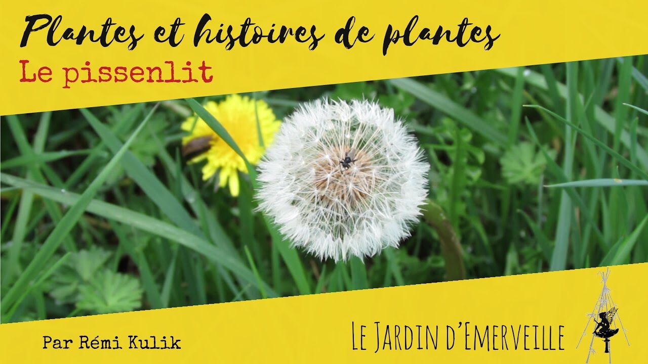 Plantes et histoires de plantes : le pissenlit