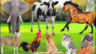 Download Lagu Cute Farm Animals: Sheep, Goat, Cow, Chicken, Rabbit, Pig, Duck – Animal Sounds MP3 Download Lagu Cute Farm Animals: Sheep, Goat, Cow, Chicken, Rabbit, Pig, Duck – Animal Sounds MP3