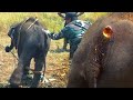 The Baby Elephant&#39;s Cry Amid Critical Wound Pain | Elephant treatment