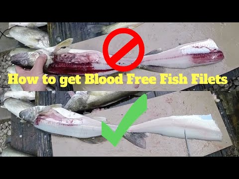 How to get a CLEAN  blood free fish filet in minutes that is ready to be packaged aka "bleeding out"