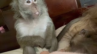 ASMR Macaque Monkey Abby Louise Hard At Work