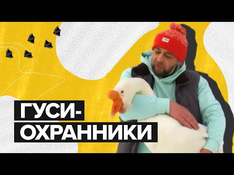 Гуси из Всеволожска стали лайфстайл-блогерами / #shorts