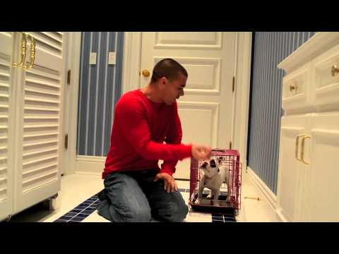 french bulldog crate training