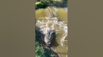 "Crocodile: Apex Predator of the Waters"