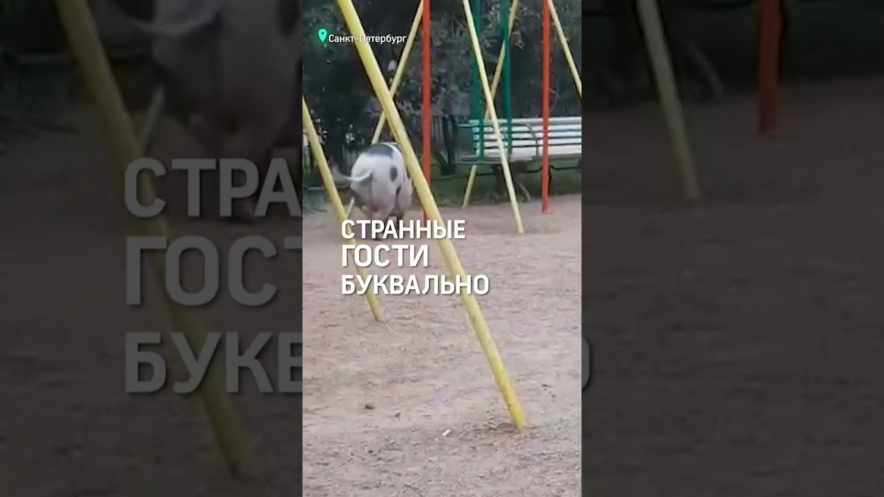 Две любопытные свиньи устроили переполох в Петербурге - дети в восторге, взрослые в шоке