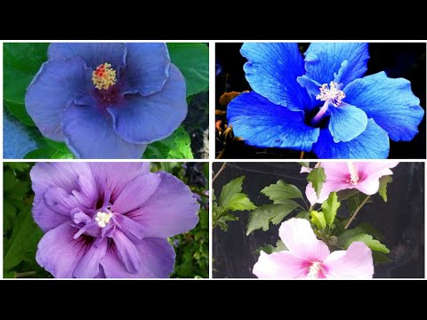 וִידֵאוֹ: מידע על שתילת היביסקוס כחול - גידול פרחי היביסקוס כחולים