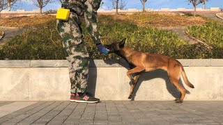 Day 7 Three Leg Walk Trick Training | Belgian Malinois dog by WoofMeow 722 views 11 months ago 1 minute, 31 seconds