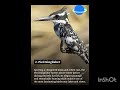Black and White Elegance. Monochrome birds that dazzle