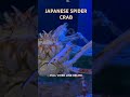 The Japanese Spider Crab: Giant of the Deep
