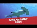 Зачем рыбе-молот нужен молот? - Хочу всё знать