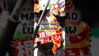 【MajorCraft マジックシャッド／ラッキークロー】根魚まっしぐら！ #ヒロセマン #メジャークラフト #ロックライバー