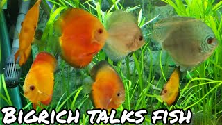 Bigrich Tours the fishroom at ohio fish rescue, see how the new fish are doing