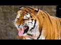 Sherkhan # tiger# animal