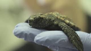 #ProjectTurtle: Help us save our turtles