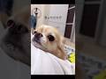 【呼んだらすぐ来てくれる♡/お口周りヨダレまみれだけど】#チワワ #chihuahua #可愛い #shorts #チワワちゃん #癒し #cutedog #fyp #foryou