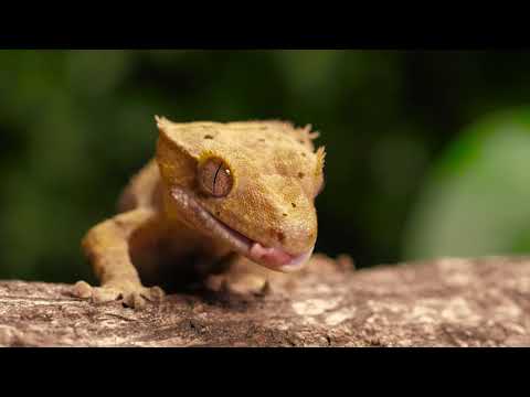 Vídeo: Criação Incrível Da Natureza - Lagarto Vivíparo