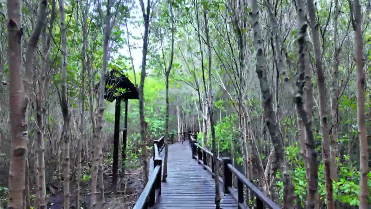 Peaceful Walk Through Mangrove Forest Pranburi Forest Park Thailand 4K