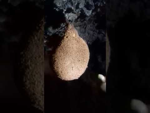 عش الخفاش مع تجربة الثوم