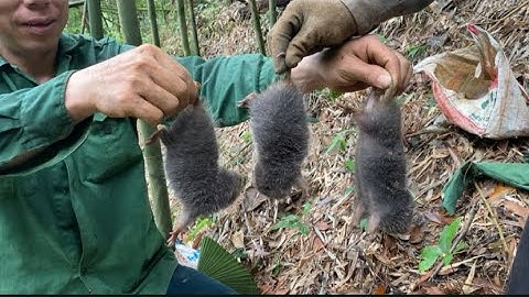Lại một chuyến đi rừng tiếp theo đào được nhiều ổ dúi |Rừng núi Bắc Kạn