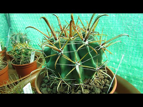 Video: Perché I Cactus Hanno Bisogno Di Spine?