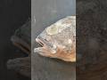 今日も寿司の練習をしたよ
